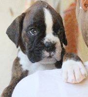 Hercules